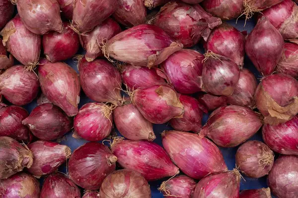 Taze soğan başlarının doğal ışık altında yakın çekimi - organik sebze arka planı.