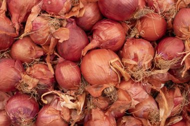 Taze soğan başlarının doğal ışık altında yakın çekimi - organik sebze arka planı.