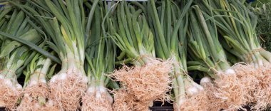 Markette taze taze soğan serili, en iyi manzara. Tasarım için doğal arkaplan