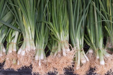 Markette taze taze soğan serili, en iyi manzara. Tasarım için doğal arkaplan