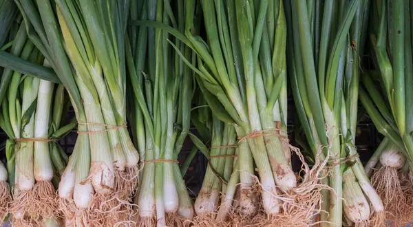 Markette taze taze soğan serili, en iyi manzara. Tasarım için doğal arkaplan