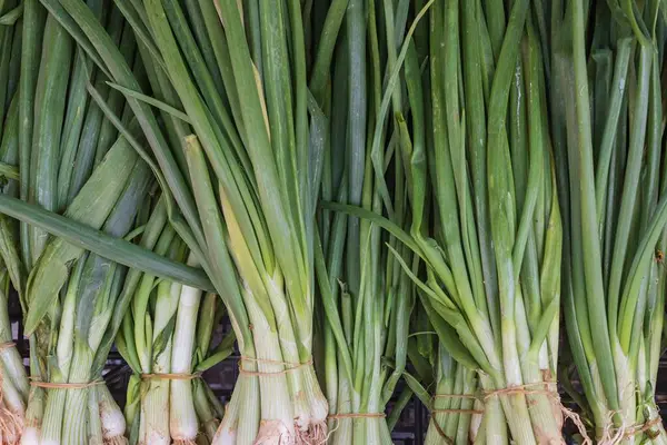 Markette taze taze soğan serili, en iyi manzara. Tasarım için doğal arkaplan