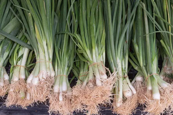 Markette taze taze soğan serili, en iyi manzara. Tasarım için doğal arkaplan