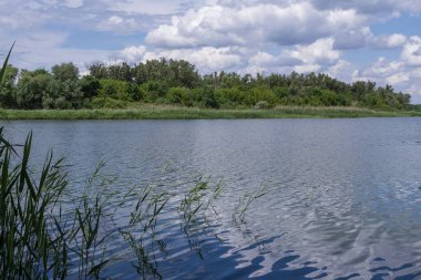 Dinyeper Nehri 'nin sakin kıyısında açık bir yaz gününde zambaklar ve kamışlarla
