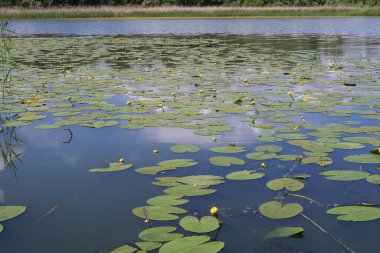 Dinyeper Nehri 'nin sakin kıyısında açık bir yaz gününde zambaklar ve kamışlarla
