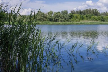 Dinyeper Nehri 'nin sakin kıyısında açık bir yaz gününde zambaklar ve kamışlarla