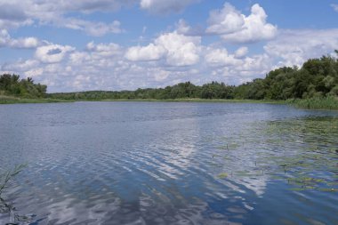 Dinyeper Nehri 'nin sakin kıyısında açık bir yaz gününde zambaklar ve kamışlarla