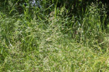 Çimenli doğal çayır dokusu narin kızılötesi ve bulanık orman geçmişi var.