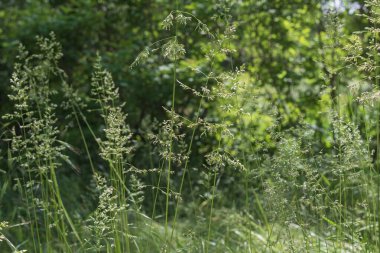 Çimenli doğal çayır dokusu narin kızılötesi ve bulanık orman geçmişi var.