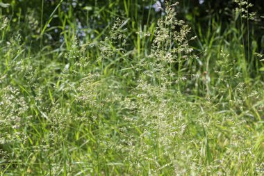 Çimenli doğal çayır dokusu narin kızılötesi ve bulanık orman geçmişi var.