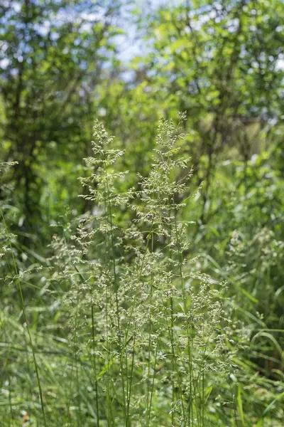 Çimenli doğal çayır dokusu narin kızılötesi ve bulanık orman geçmişi var.