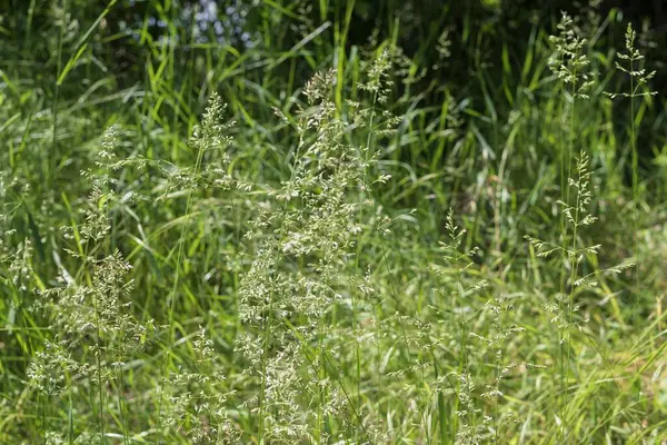 Çimenli doğal çayır dokusu narin kızılötesi ve bulanık orman geçmişi var.