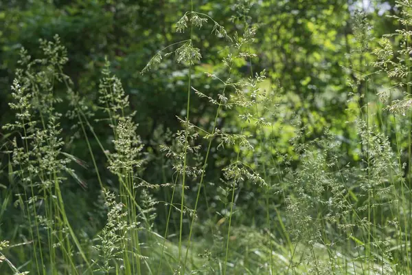 Çimenli doğal çayır dokusu narin kızılötesi ve bulanık orman geçmişi var.