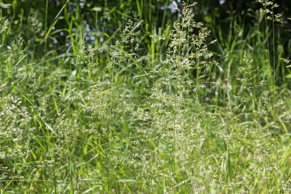 Çimenli doğal çayır dokusu narin kızılötesi ve bulanık orman geçmişi var.