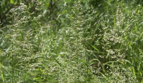 Çimenli doğal çayır dokusu narin kızılötesi ve bulanık orman geçmişi var.