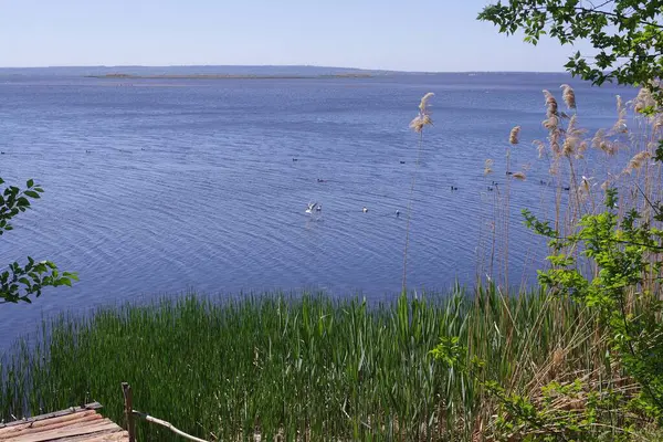 Geniş bir nehir ve kıyı boyunca yoğun bitki örtüsüyle güzel bir manzara..