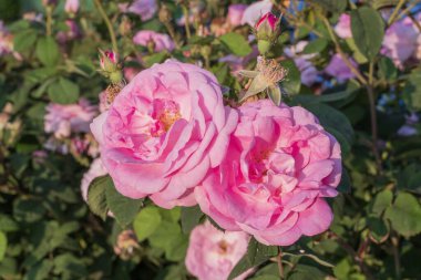 Bahçedeki güzel güller