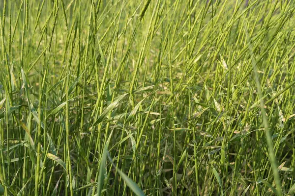Rüzgarda sallanan uzun yeşil saplı yabani ot tarlası. Doğal çim arka planı