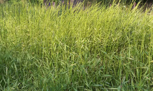 Rüzgarda sallanan uzun yeşil saplı yabani ot tarlası. Doğal çim arka planı