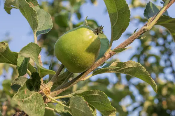 Yaz bahçesindeki ağaçların dallarında yetişen olgunlaşmamış yeşil elmalara yakın çekim