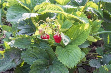 Bahçede olgun kırmızı böğürtlenli çilek.