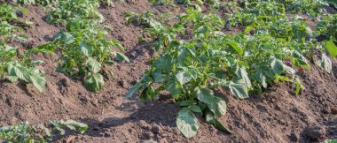 Köy evinin yakınındaki geleneksel küçük bir çiftlikte sıra sıra patates fidanı yetiştiriyorlar. Çiftçilik, bahçıvanlık.