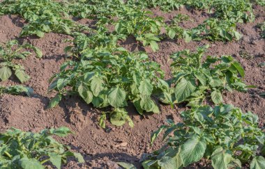 Köy evinin yakınındaki geleneksel küçük bir çiftlikte sıra sıra patates fidanı yetiştiriyorlar. Çiftçilik, bahçıvanlık.