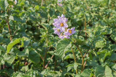Köy evinin yakınındaki geleneksel küçük bir çiftlikte sıra sıra patates fidanı yetiştiriyorlar. Çiftçilik, bahçıvanlık.
