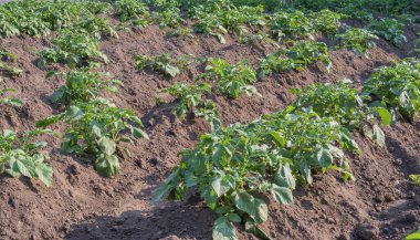 Köy evinin yakınındaki geleneksel küçük bir çiftlikte sıra sıra patates fidanı yetiştiriyorlar. Çiftçilik, bahçıvanlık.