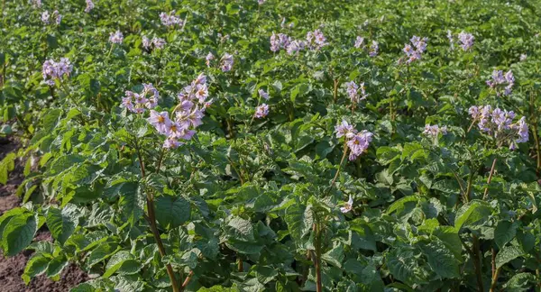 Köy evinin yakınındaki geleneksel küçük bir çiftlikte sıra sıra patates fidanı yetiştiriyorlar. Çiftçilik, bahçıvanlık.