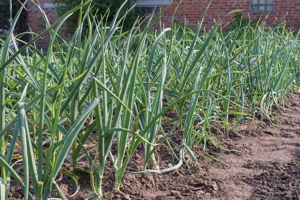Sebze bahçesinde yetişen yeşil soğan tarlası yumuşak akşam ışığında verimli toprak. Köy hayatı, bahçe işleri.