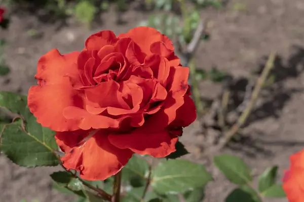 Bahçedeki kırmızı gül çiçeği. görünümü kapat