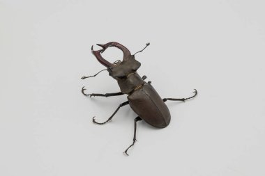 Beyaz arka planda bir erkek böceğin yakın plan görüntüsü