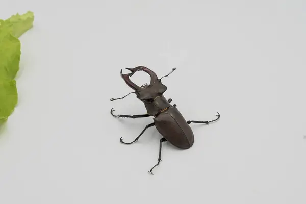 Beyaz arka planda bir erkek böceğin yakın plan görüntüsü