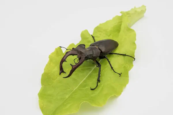 Beyaz arka planda bir erkek böceğin yakın plan görüntüsü