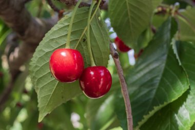 Olgun kırmızı kirazlar bir dalda asılı yaz bahçesinde taze yeşil yapraklarla