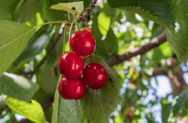 Olgun kırmızı kirazlar bir dalda asılı yaz bahçesinde taze yeşil yapraklarla