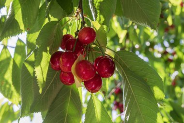 Olgun kırmızı kirazlar bir dalda asılı yaz bahçesinde taze yeşil yapraklarla