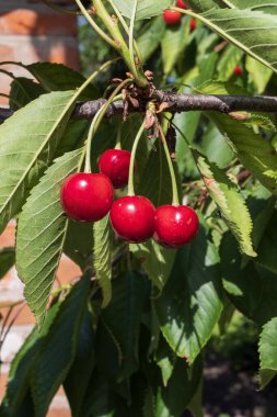 Olgun kırmızı kirazlar bir dalda asılı yaz bahçesinde taze yeşil yapraklarla