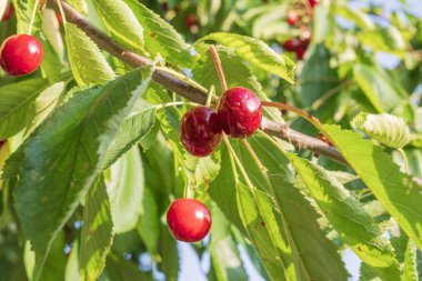 Olgun kırmızı kirazlar bir dalda asılı yaz bahçesinde taze yeşil yapraklarla