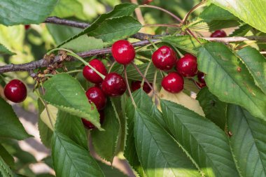 Olgun kırmızı kirazlar bir dalda asılı yaz bahçesinde taze yeşil yapraklarla