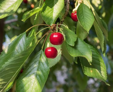Olgun kırmızı kirazlar bir dalda asılı yaz bahçesinde taze yeşil yapraklarla