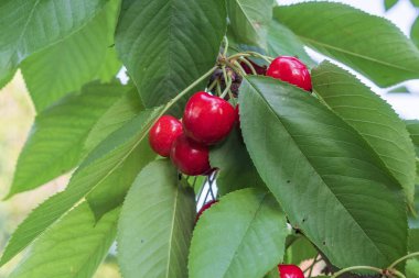 Olgun kırmızı kirazlar bir dalda asılı yaz bahçesinde taze yeşil yapraklarla