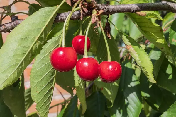 Olgun kırmızı kirazlar bir dalda asılı yaz bahçesinde taze yeşil yapraklarla