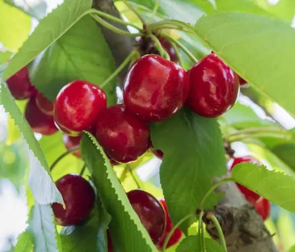 Olgun kırmızı kirazlar bir dalda asılı yaz bahçesinde taze yeşil yapraklarla