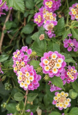 Parlak renkli lantana çiçekleri, parlak pembe taç yaprakları ve zengin yeşil arka planda sarı merkezler.