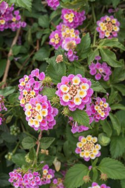 Parlak renkli lantana çiçekleri, parlak pembe taç yaprakları ve zengin yeşil arka planda sarı merkezler.