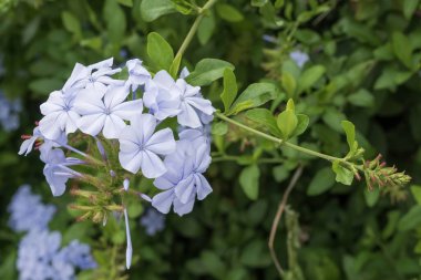 Doğal bahçe ortamında çiçek açan Plumbago Auriculata. Yumuşak gün ışığında taze yeşil yapraklı narin Plumbago çiçekleri