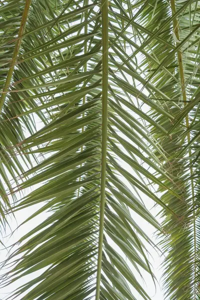 Güneş ışığının yaprakları delip geçtiği tropik palmiye yaprağı.