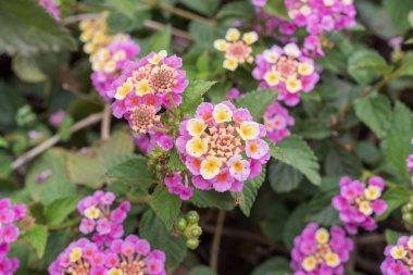 Parlak renkli lantana çiçekleri, parlak pembe taç yaprakları ve zengin yeşil arka planda sarı merkezler.